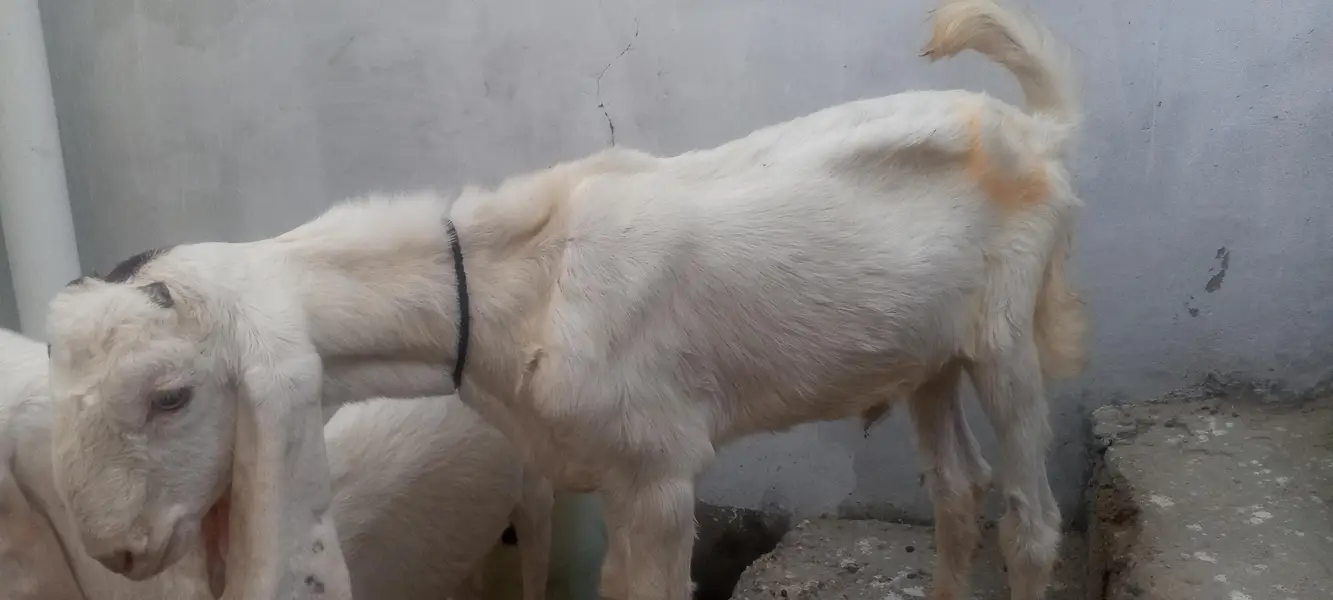 yah do bacche Hain gulabi he 3 mahine ke Hain 60000 — photo 7