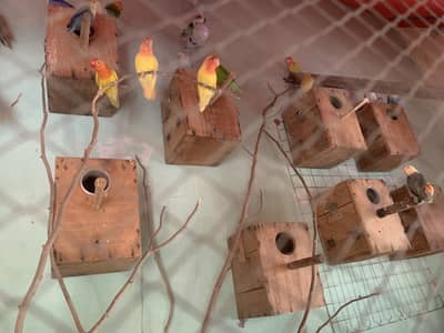 Lovebird healthy or active pair