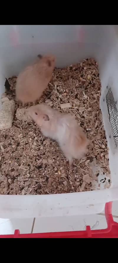Hamster