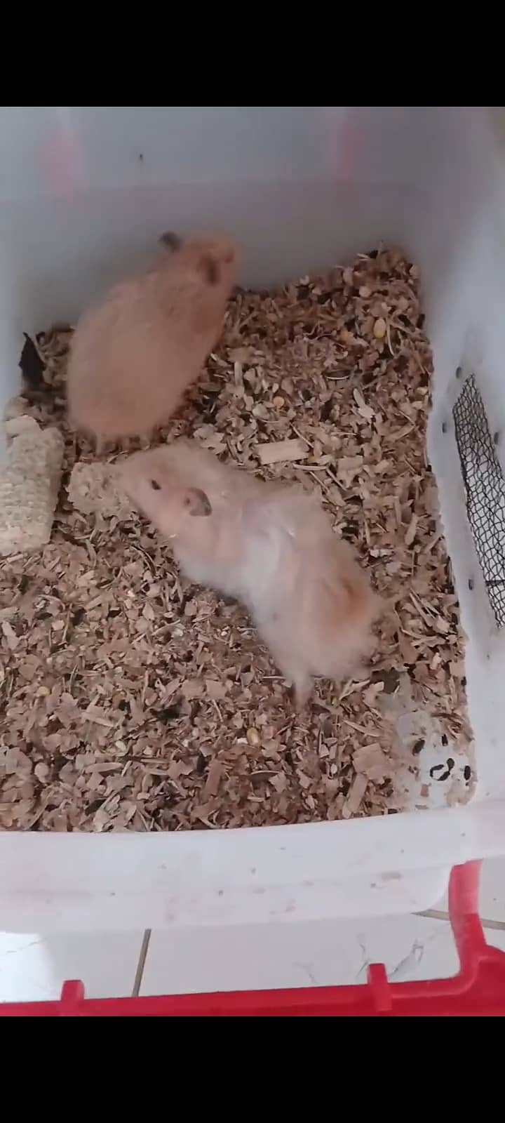 Hamster 0
