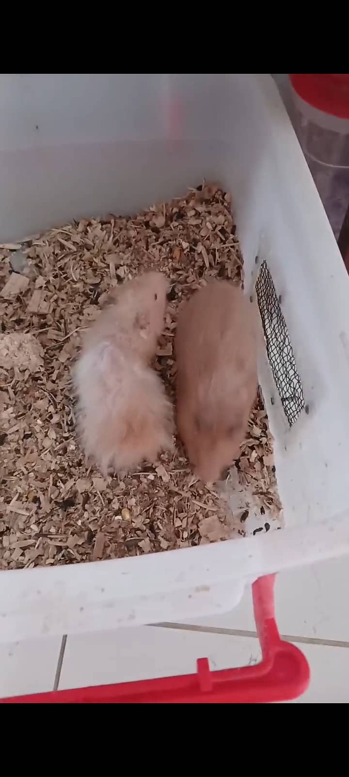 Hamster 1