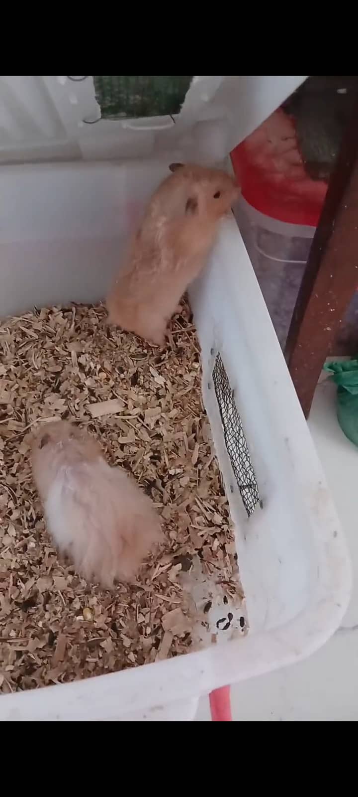 Hamster 2
