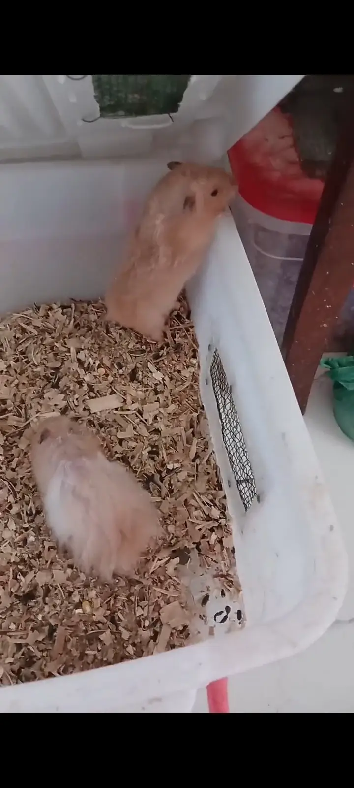 Hamster — photo 3