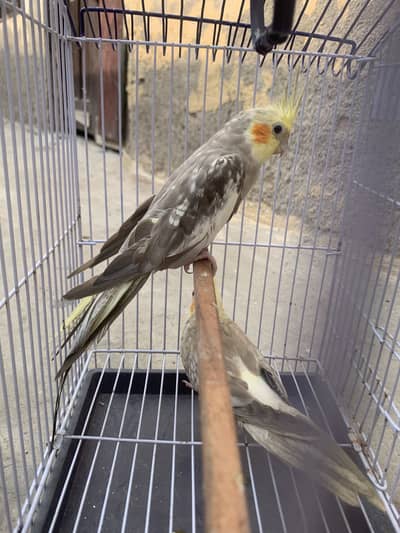 Cocktail breeder pair healthy or active