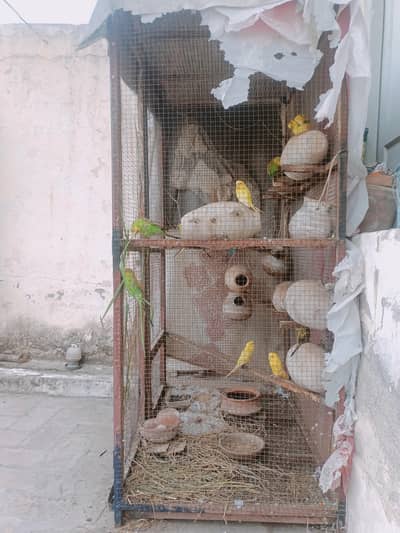urgent sell Australian Parrots and big size steel cage