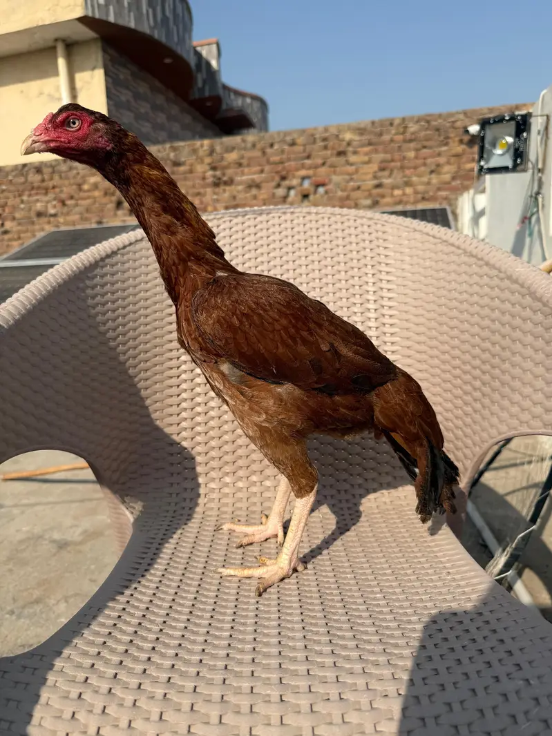 pele murgi for sale — photo 4