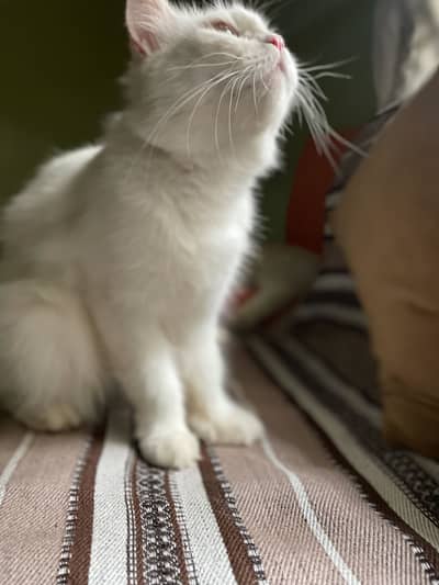 Beautiful White Persian Cat for Sale