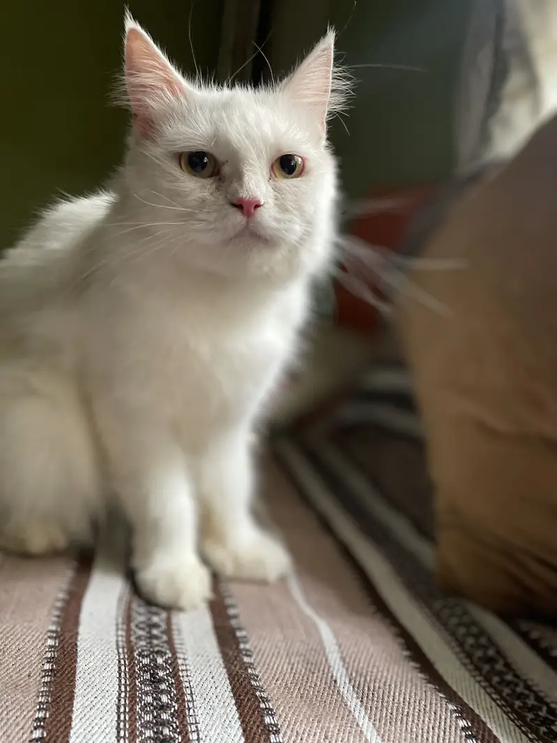 Beautiful White Persian Cat for Sale — photo 2