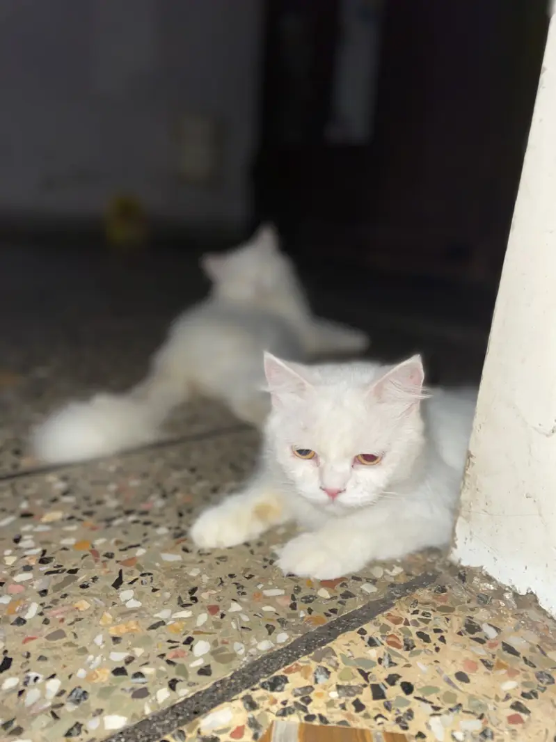 Beautiful White Persian Cat for Sale — photo 3
