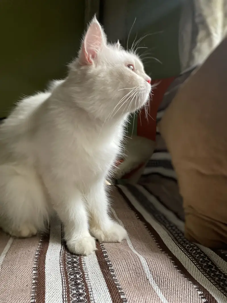 Beautiful White Persian Cat for Sale — photo 4