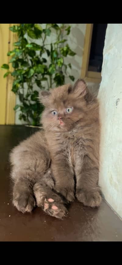 Brown persion kitten triple cot