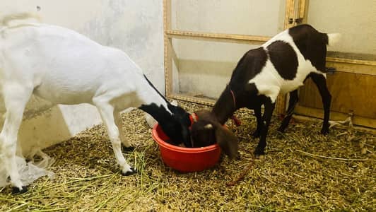 bakri for sale