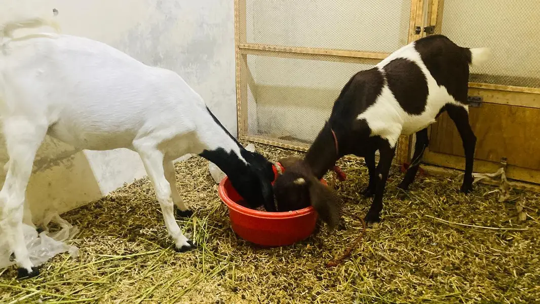 bakri for sale