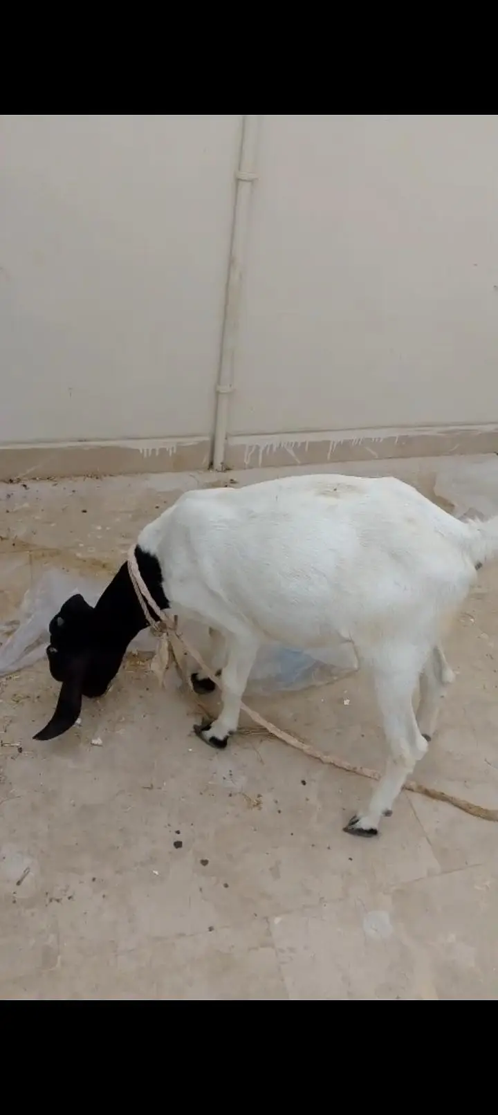 bakri for sale — photo 2