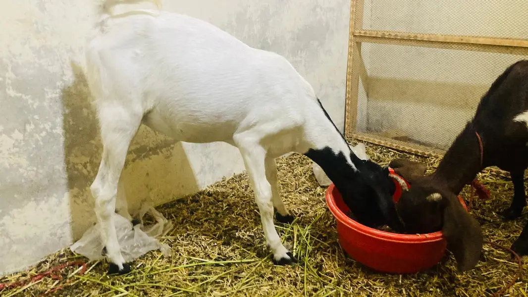 bakri for sale — photo 3
