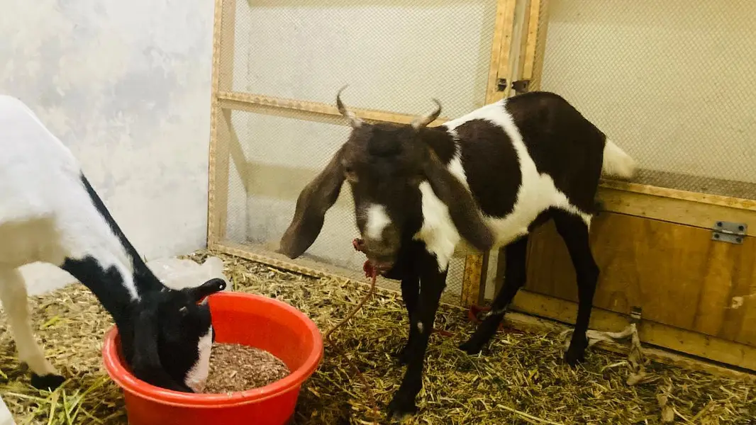 bakri for sale — photo 4