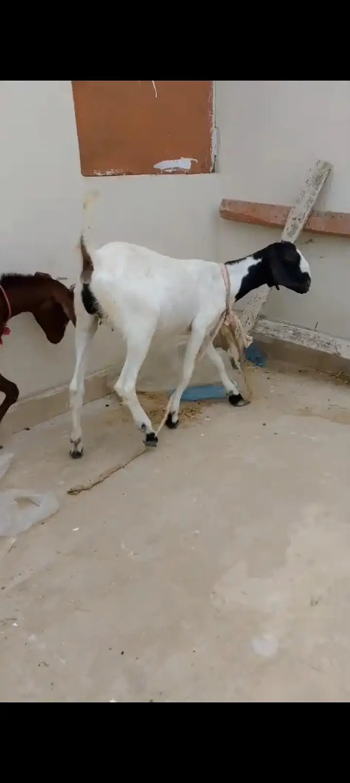 bakri for sale — photo 7