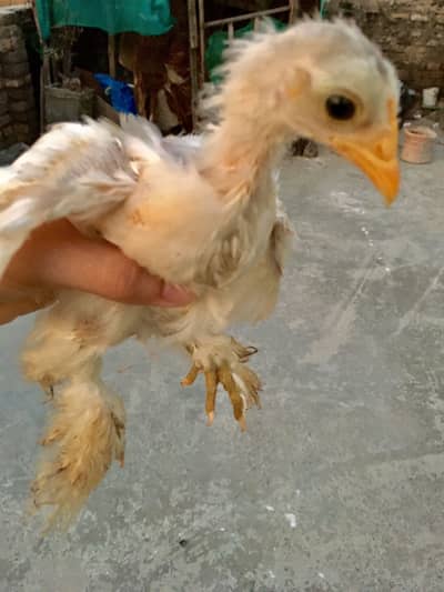 Fancy hens for sell limited stock