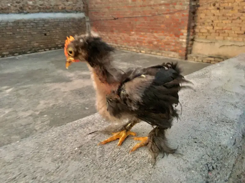 Fancy hens for sell limited stock — photo 4