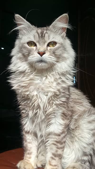 Male Persian Loving Cat / Serious buyers only