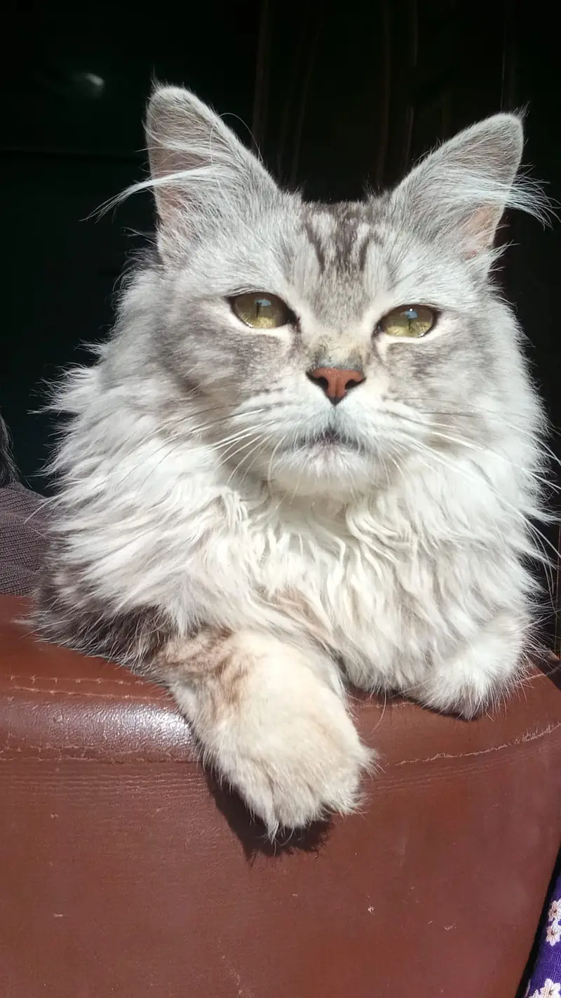 Male Persian Loving Cat / Serious buyers only — photo 2
