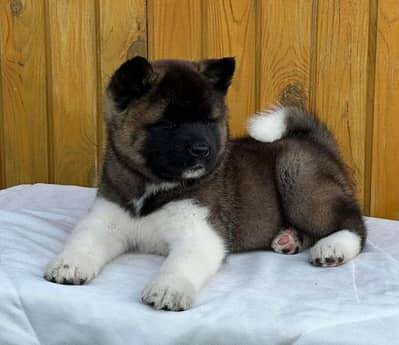 American Akita Puppies for Sale | Premium Quality & Healthy