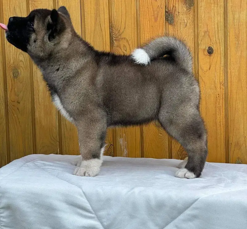 American Akita Puppies for Sale | Premium Quality & Healthy — photo 2