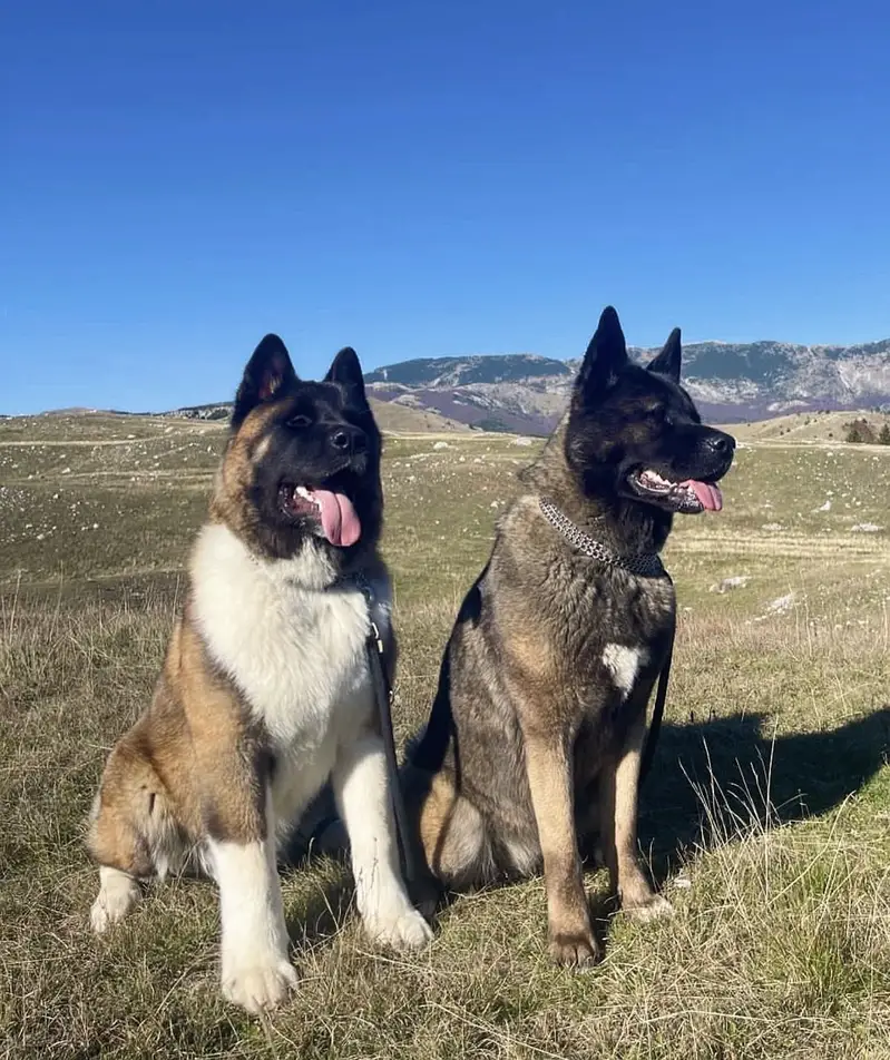 American Akita Puppies for Sale | Premium Quality & Healthy — photo 3