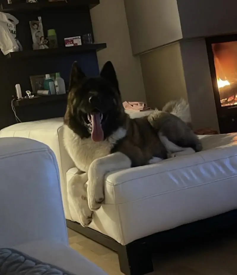 American Akita Puppies for Sale | Premium Quality & Healthy — photo 4