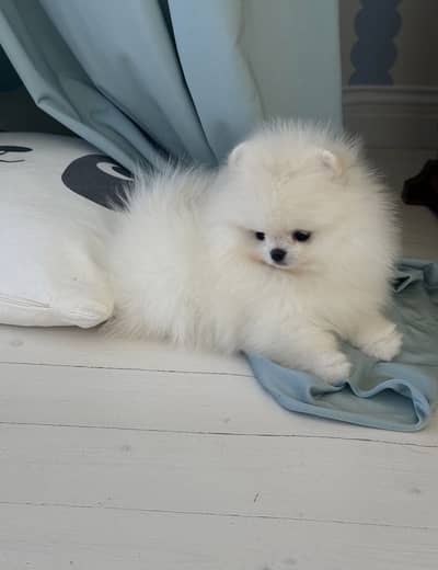 Premium Pomeranian Puppies Available