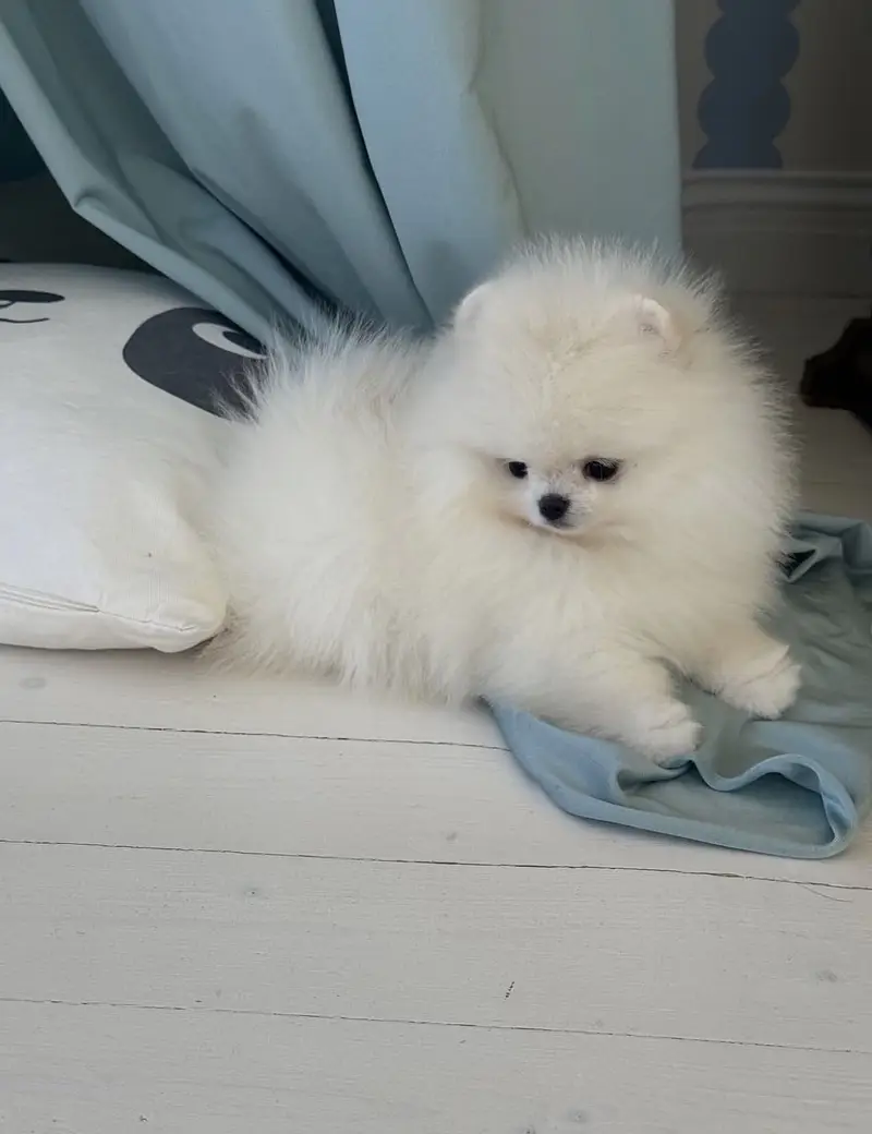 Premium Pomeranian Puppies Available