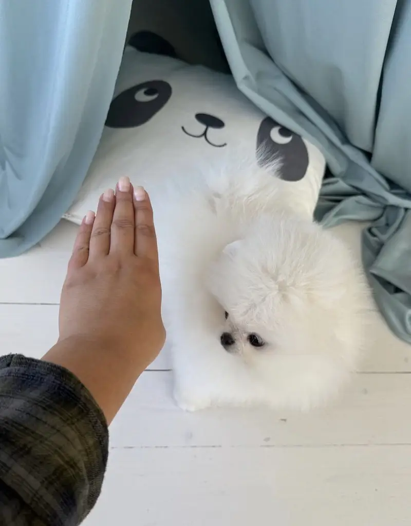 Premium Pomeranian Puppies Available — photo 2