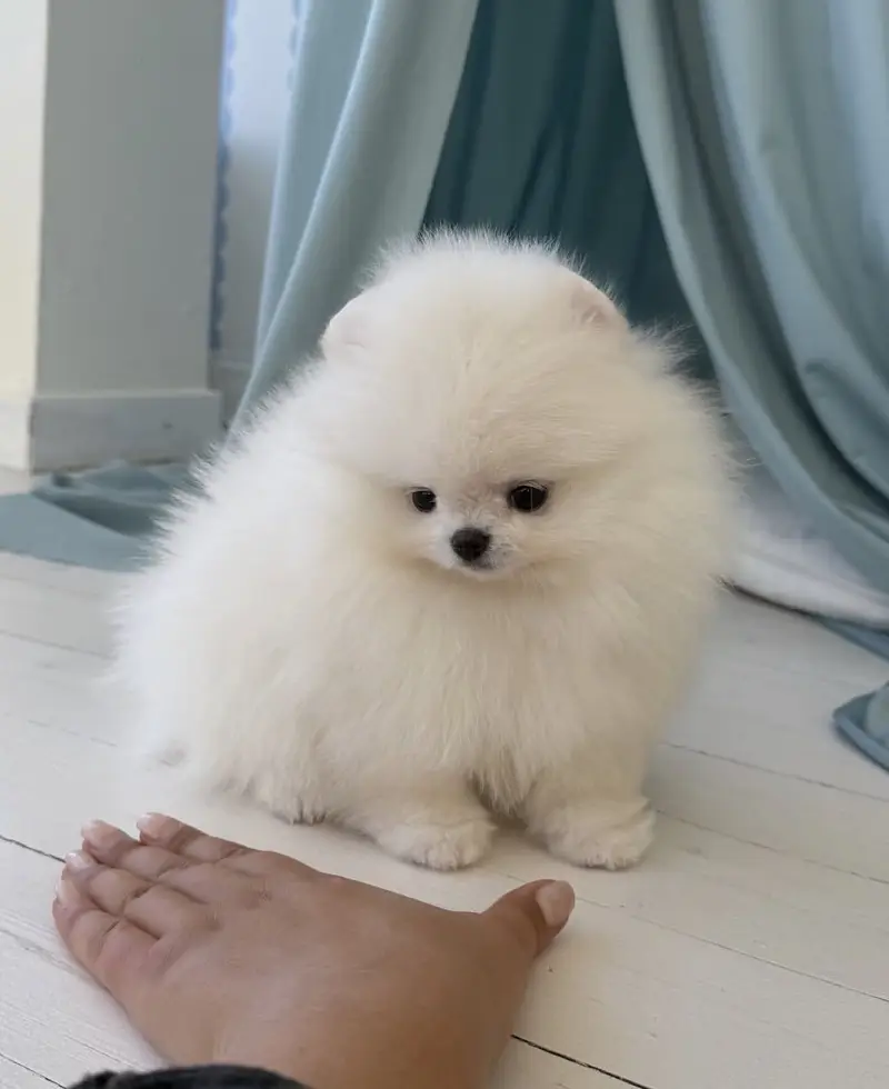 Premium Pomeranian Puppies Available — photo 3
