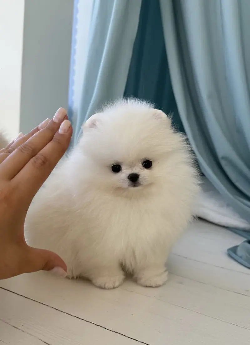 Premium Pomeranian Puppies Available — photo 4