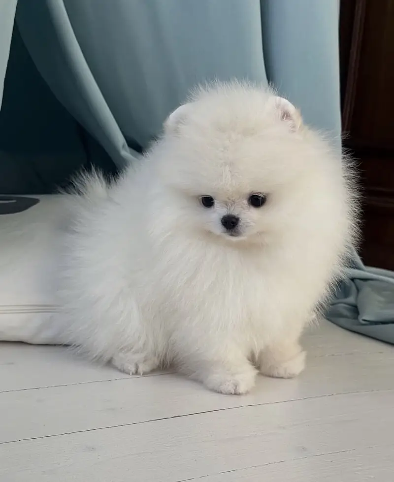 Premium Pomeranian Puppies Available — photo 5