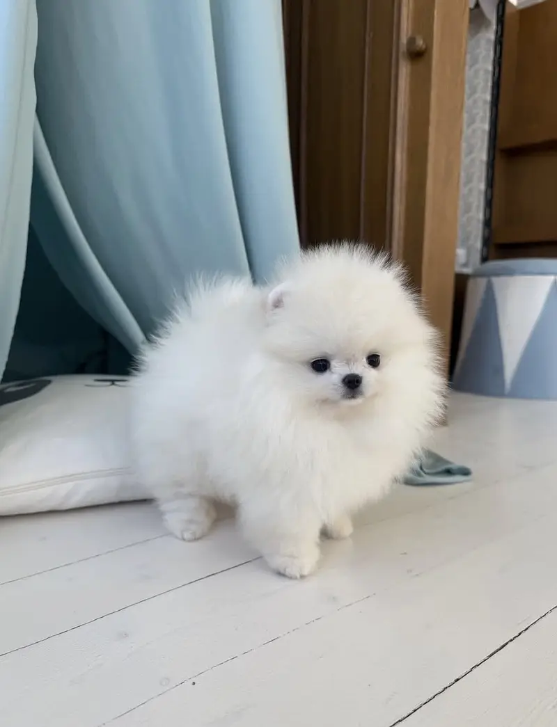 Premium Pomeranian Puppies Available — photo 6