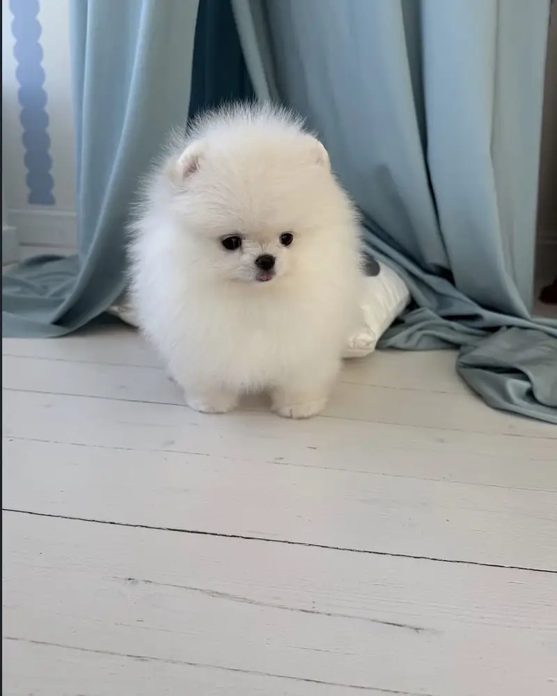 Premium Pomeranian Puppies Available — photo 7