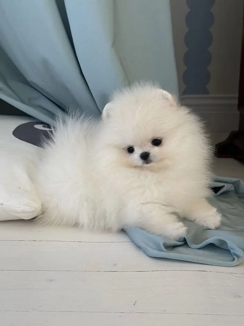 Premium Pomeranian Puppies Available — photo 8