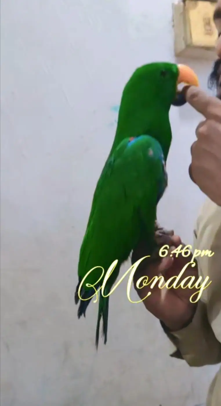 eclectus