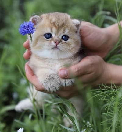 British Shorthair Kittens for Sale | Premium Quality