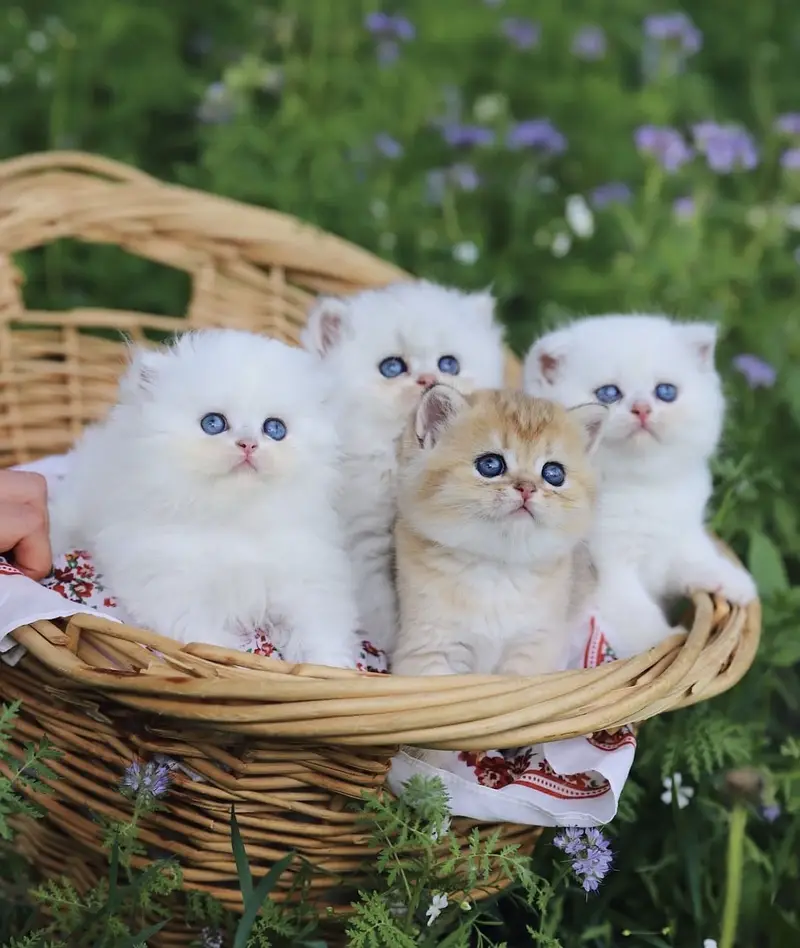 British Shorthair Kittens for Sale | Premium Quality — photo 2