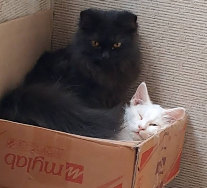 Kittens 0