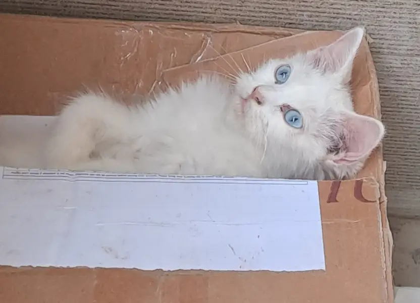 Kittens — photo 2