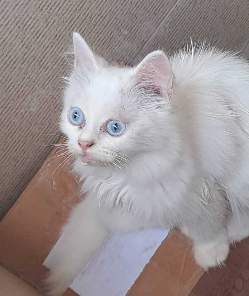 Kittens 2
