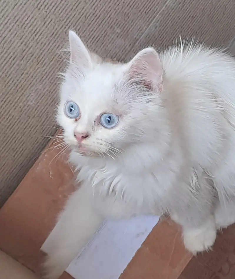 Kittens — photo 3