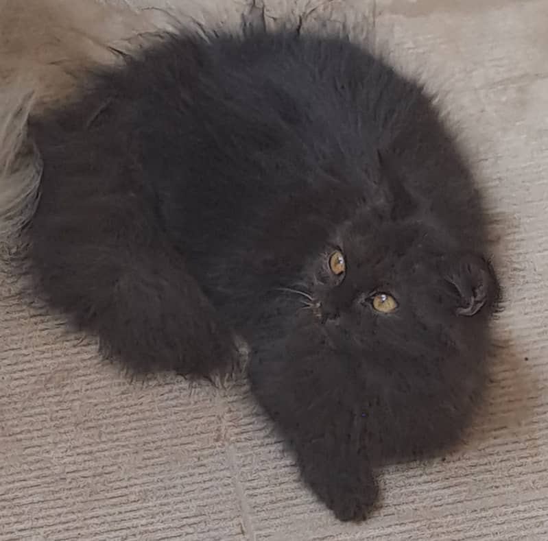 Kittens 3