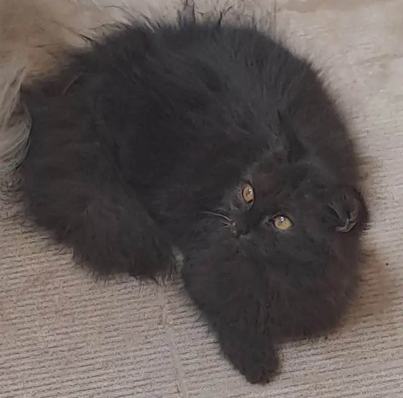 Kittens — photo 4