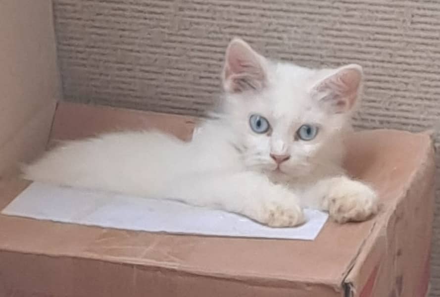 Kittens 4