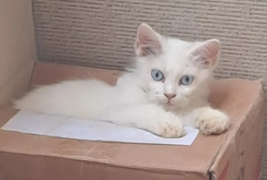 Kittens — photo 5