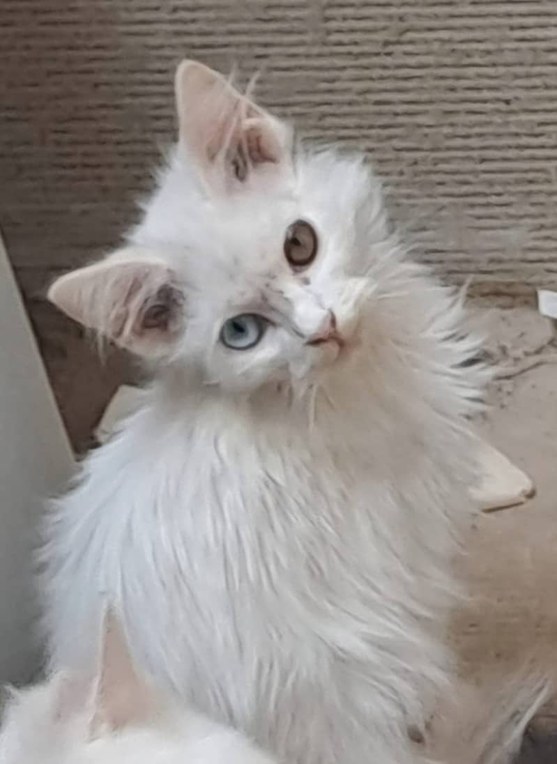 Kittens 6